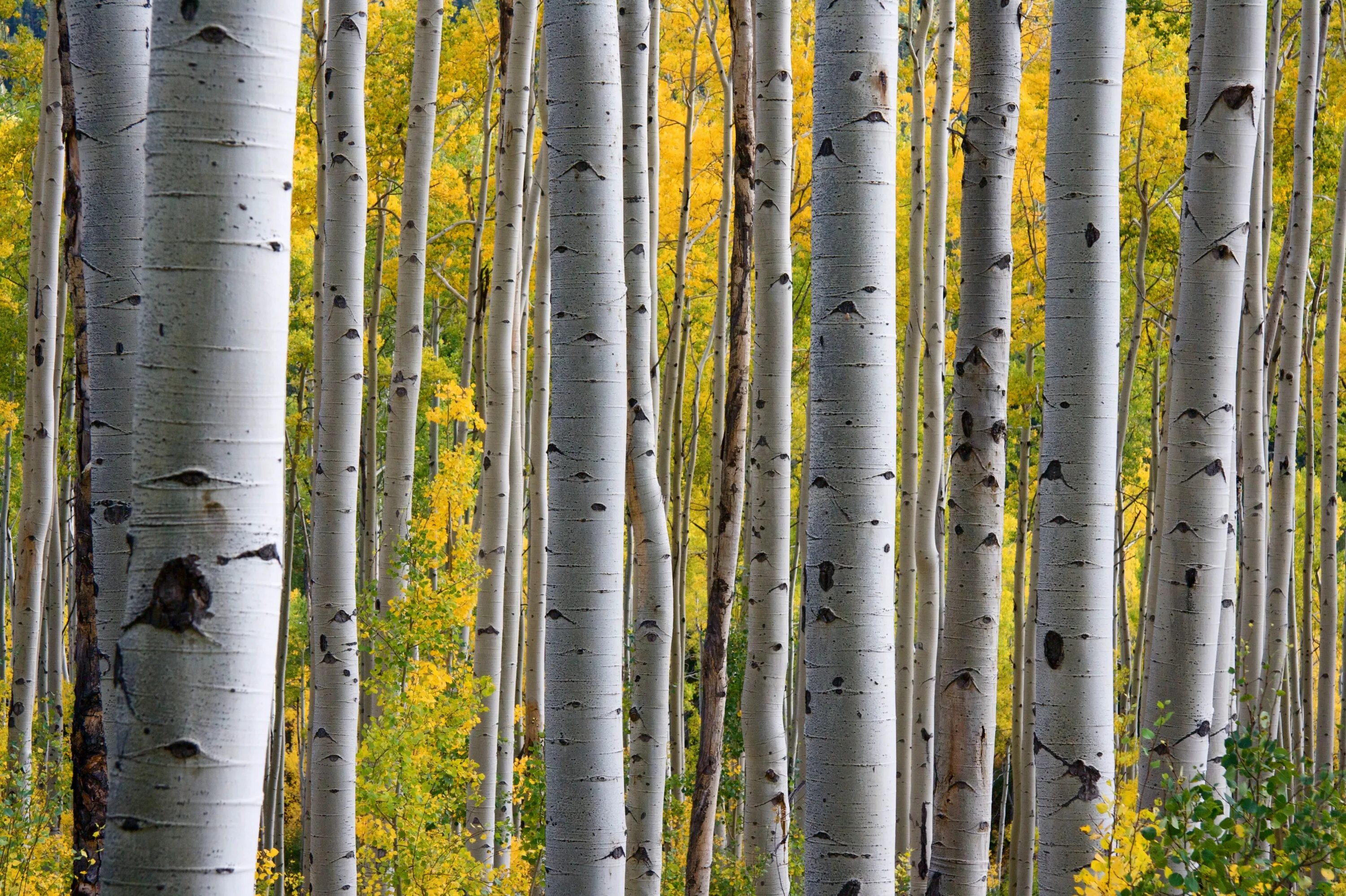 Березовая роща в башкирии. Тополь осинообразный пандо. Березовая роща алтайский край. Березовая роща алматы. Березовый лес.