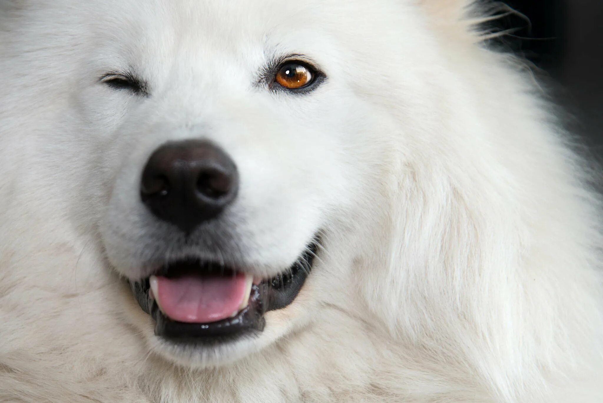 Большая белая собака. Аляскинский самоед. Самоедская лайка черная. Самоед белый. Белая собака порода самоед.