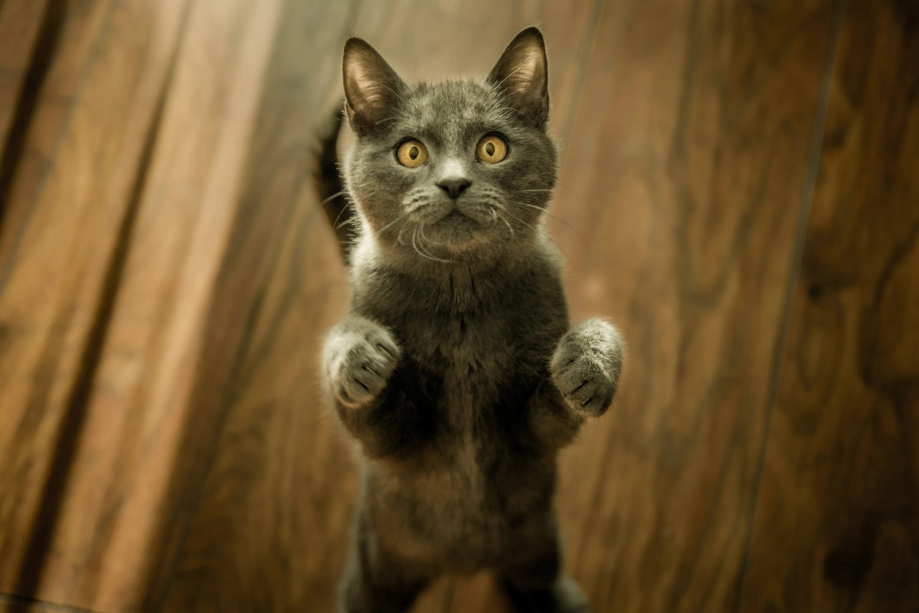 Котенок стоит. Кот. кошка. напуганный котик. котенок испугался.