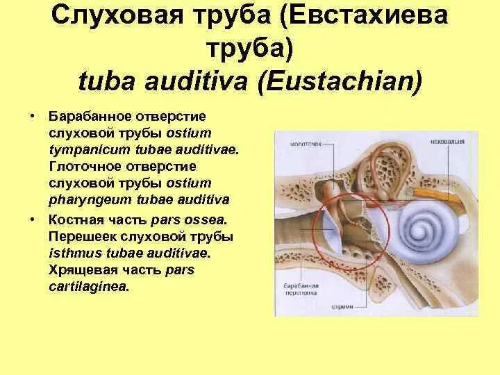 Барабанное отверстие слуховой трубы. Части слуховой трубы (Tuba auditiva). Глоточное отверстие слуховой трубы ostium pharyngeum tubae auditivae. Евстахиева труба глоточное отверстие и барабанное отверстие. Ostium pharyngeum tubae auditivae