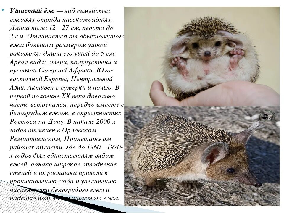 Обыкновенный еж впр