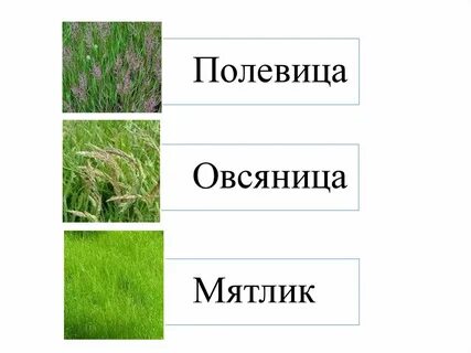 Овсяница красная мятлик
