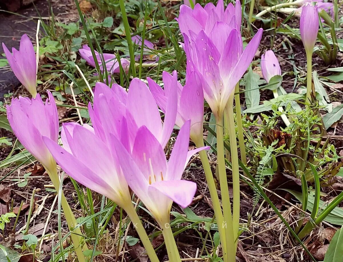 Безвременник Джайнт. Безвременник Борнмюллера. Безвременник (Colchicum). Безвременник Арлекин.