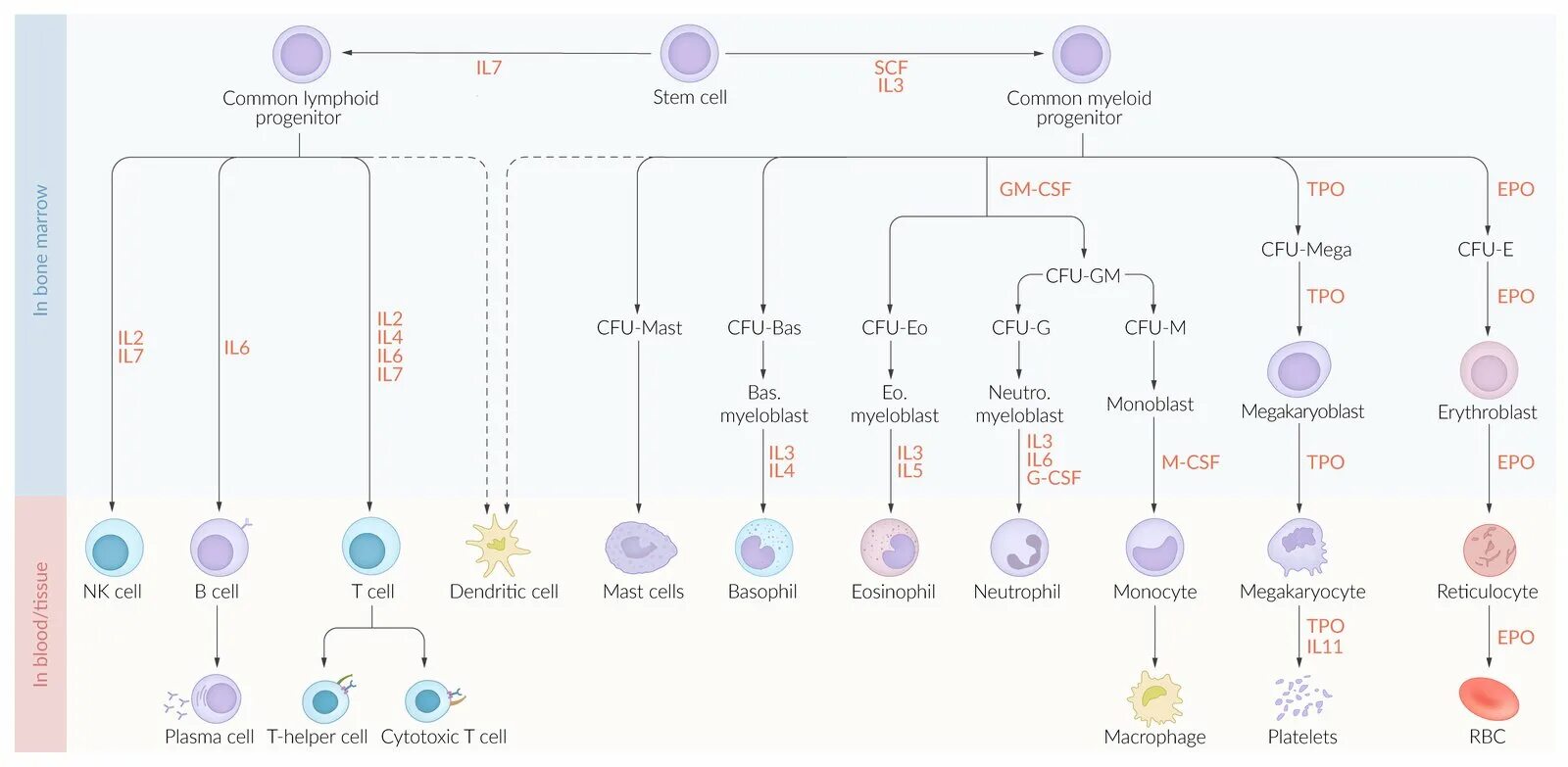 Сколько хромосом содержит эритроцит собаки. Types of t-lymphocytes. Differential Blood Cell Counter. Lymphocytes и leucocytes вопросы по английскому.