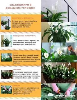 Спатифиллум какая кислотность