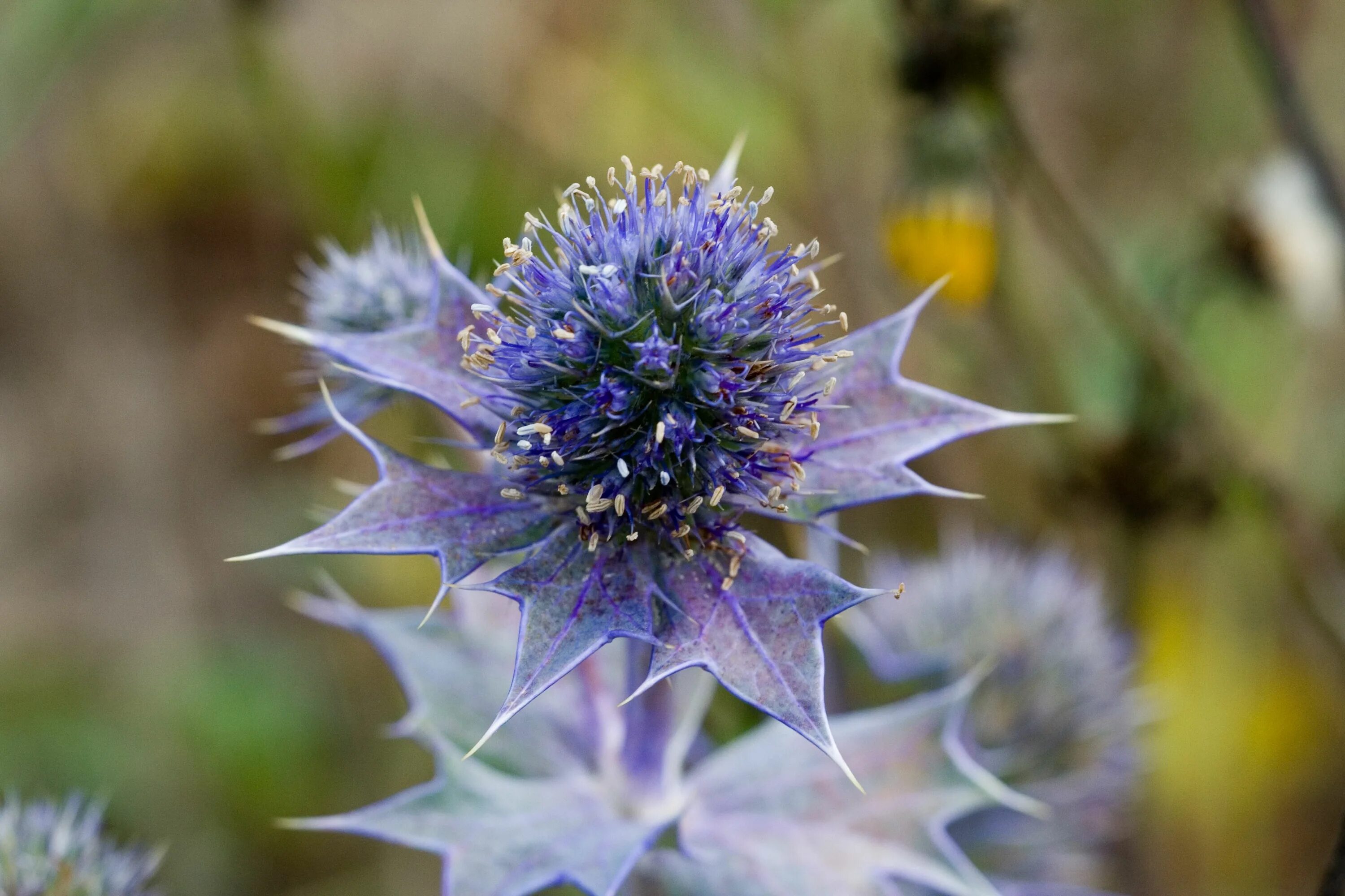 Синеголовник (Eryngium). Синеголовник Приморский. Синеголовник Бурже. Синеголовник морской. Колючки виды растений