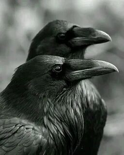 Six ravens