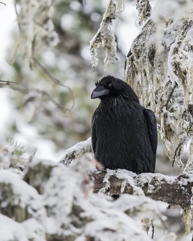 Where winter crows go