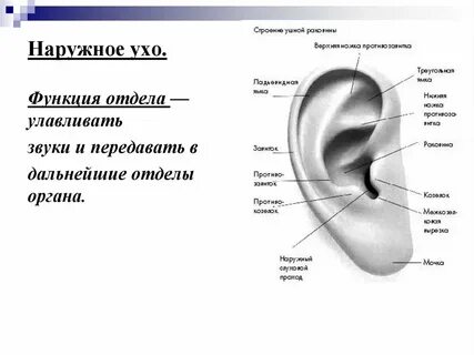 Козелок латынь