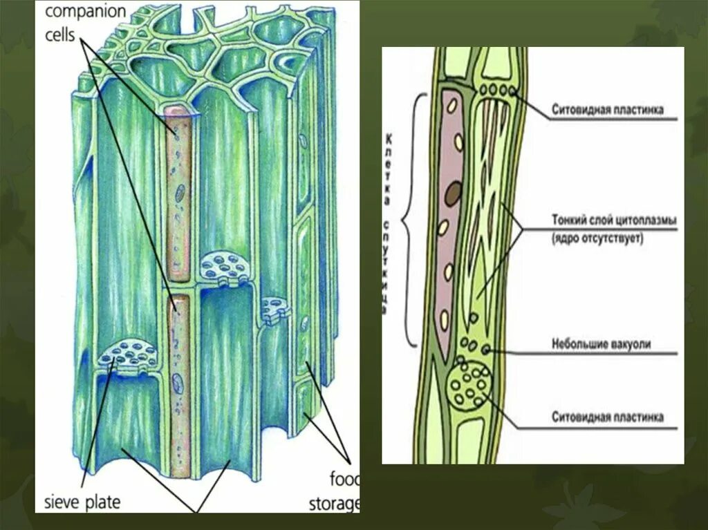 Ситовидные клетки. Ситовидные пластинки. Ситовидные трубки. Ситовидные клетки и ситовидные трубки. Сходства и различия сосудов и ситовидных трубок