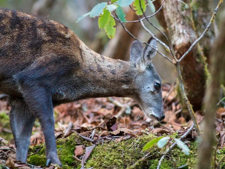 Сибирская кабарга. Сахалинская кабарга. Кабарга (Moschus moschiferus). Сахалинская кабарга Moschus moschiferus sachalinensis.