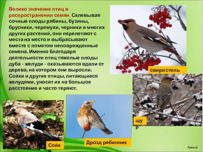Плоды распространяемые птицами. Птицы распространяют семена растений. Птицы в жизни человека. Птицы в жизни человека и природы. Птицы питающиеся семенами.