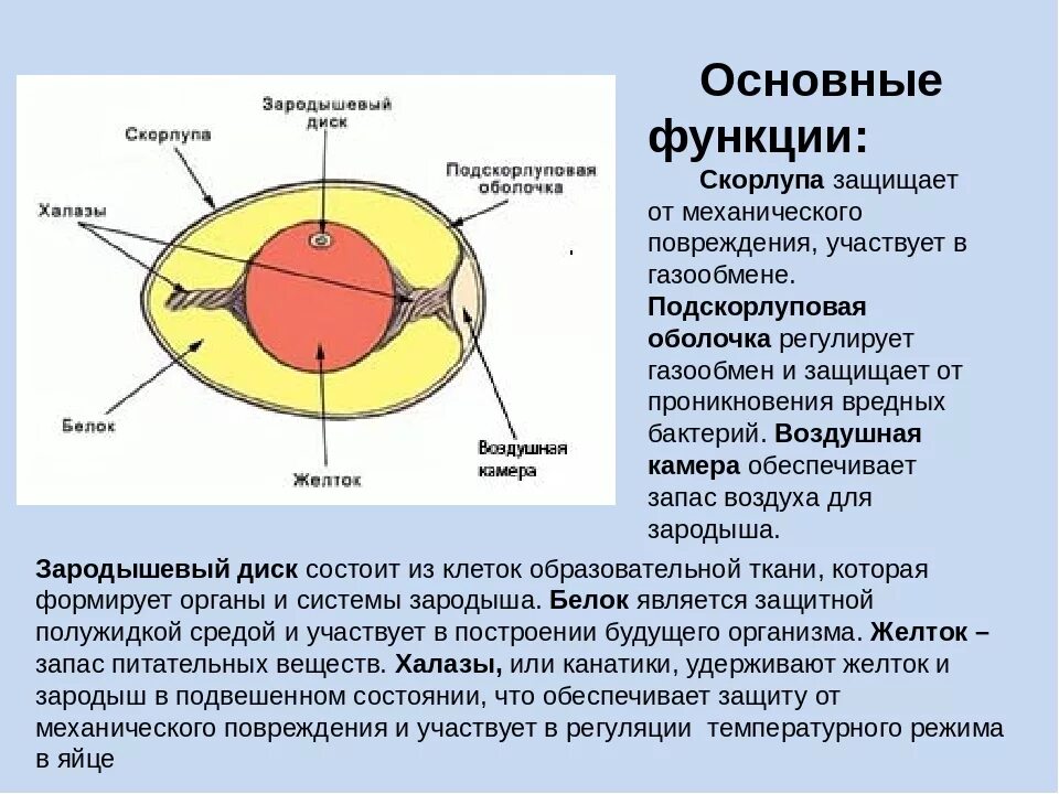 Какие функции выполняет яйцо