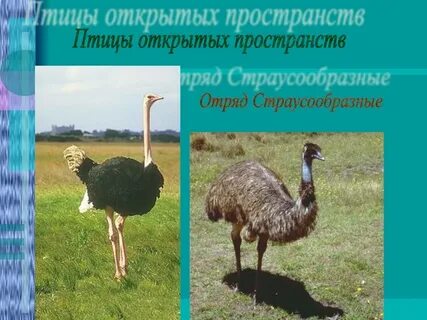 Птицы открытых пространств