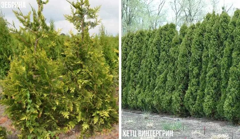 приросты туи. сеянцы туи смарагд. 4 туи смарагда. приросты туи. туя санни смарагд.