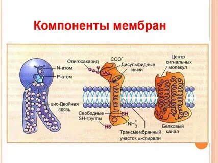 Биологические мембраны биохимия