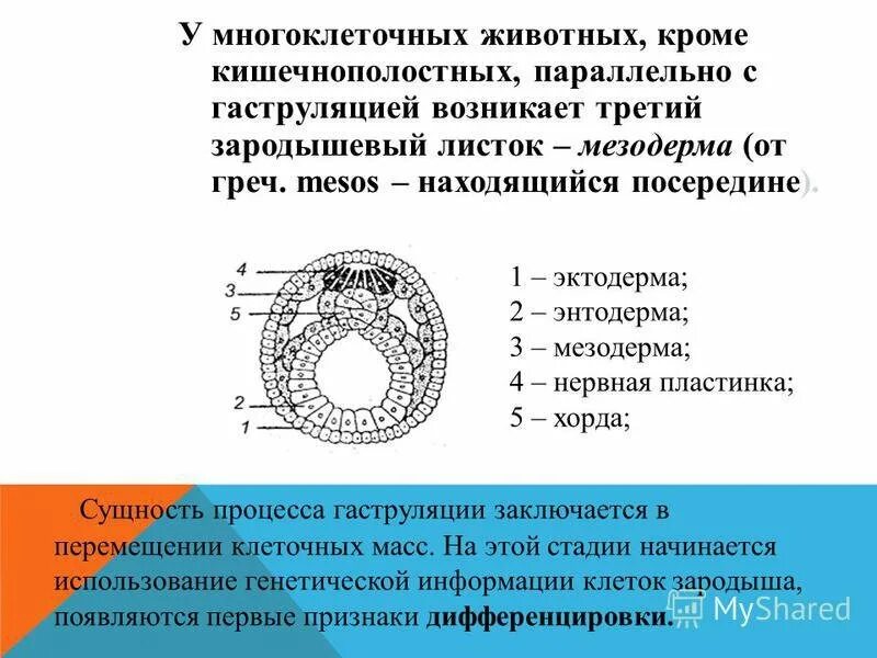 Какой зародышевый листок формируется на стадии. Энтодерма и мезодерма зародышевый листок. Гаструляция эктодерма энтодерма мезодерма. Мезодерма эктодерма энтодерма эмбрион. Производные зародышевых листков мезодерма.