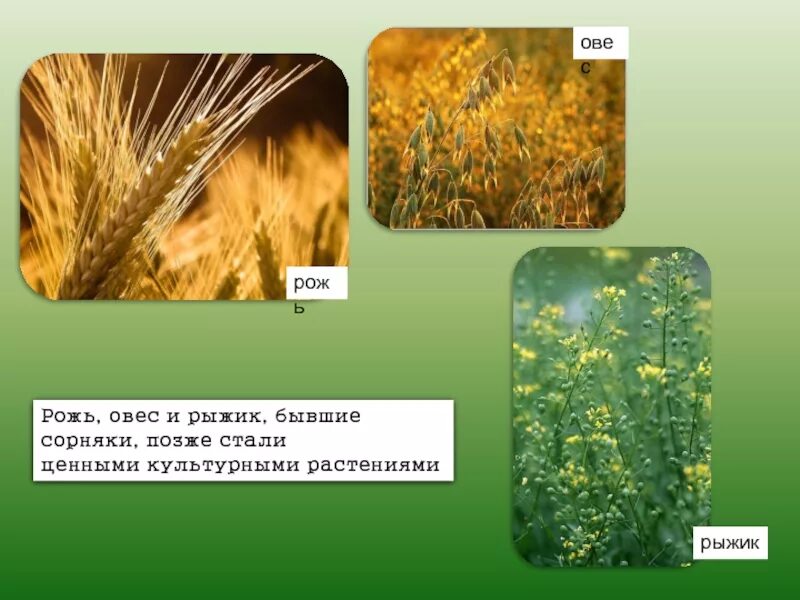 Как растения стали культурными. Культурные культурные растения. Плодовые культурные растения. Культурные растения. Культурные растения.