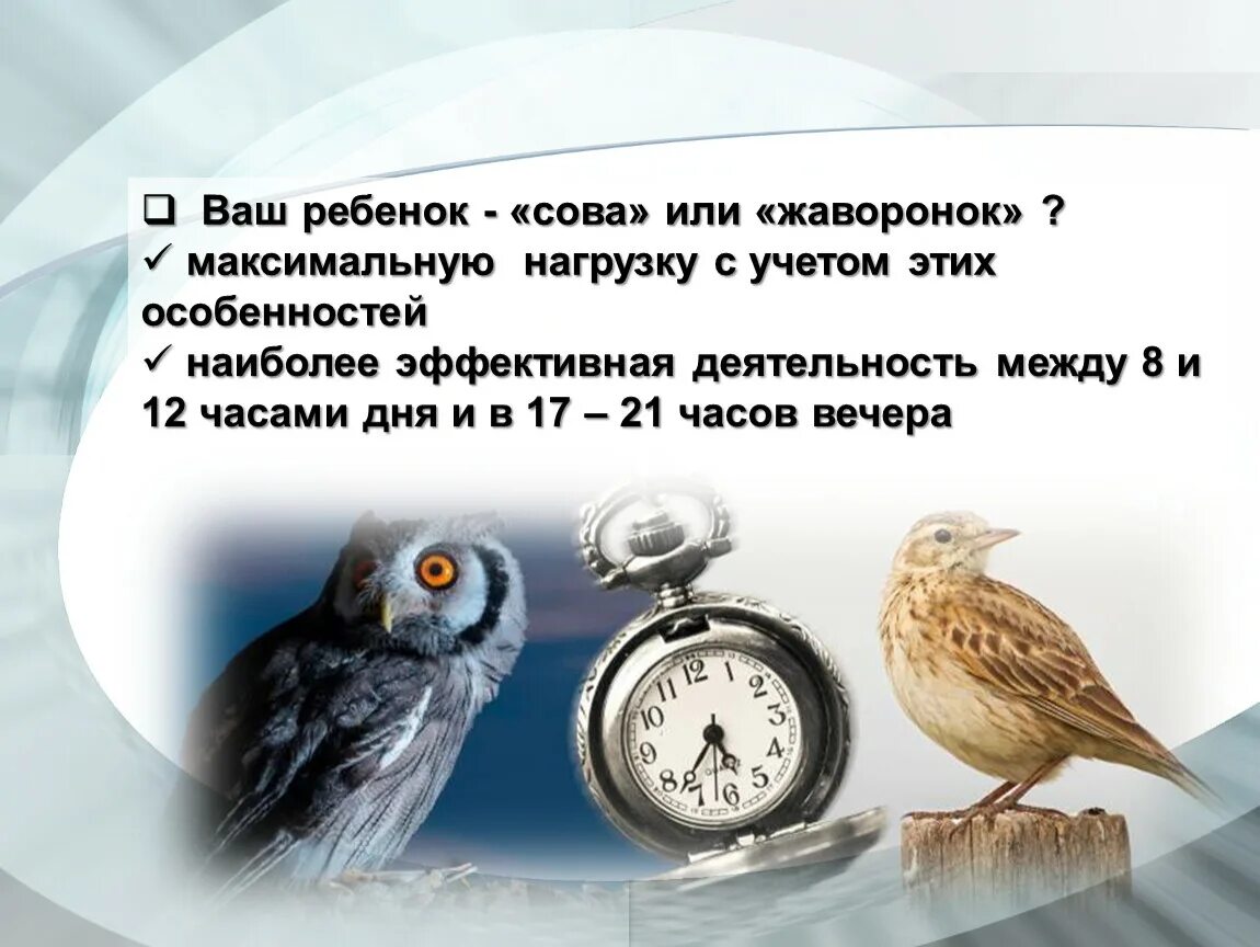 Хронотип Сова Жаворонок голубь. Биоритмы человека Сова Жаворонок голубь. Жаворонки Совы и голуби хронотипы человека. Биоритмы Жаворонки Совы и голуби. Жаворонок это человек