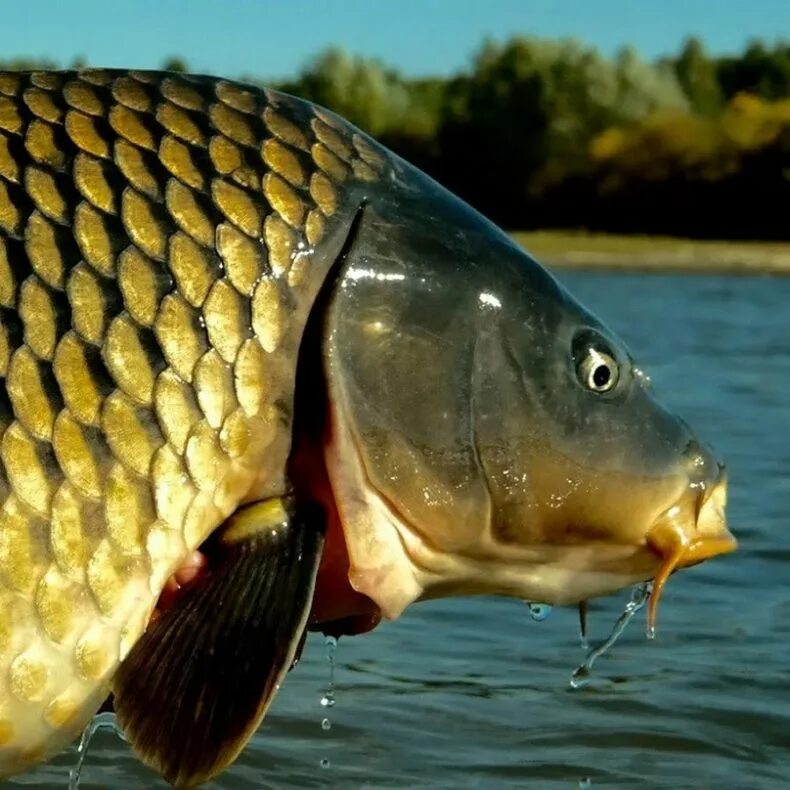 Сазан балик пгн. Roach fish. Карп (cyprinus carpio). Карп речной. Рыба в озере.