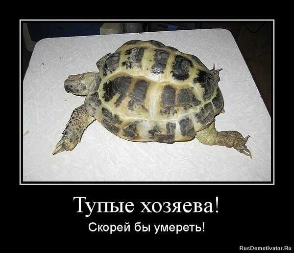 Как определить умершую черепаху