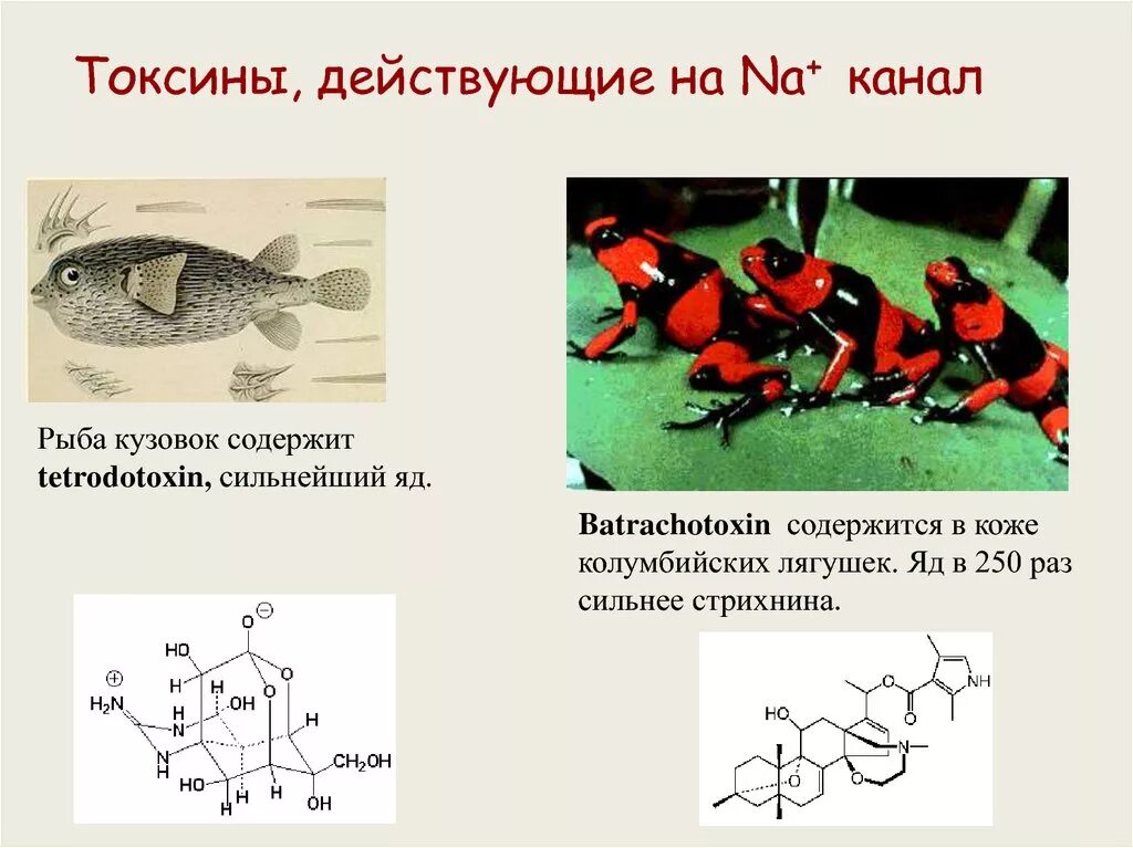 Яд батрахотоксин. Батрахотоксин лягушка. Батрахотоксин формула. Формула сильного яда. Токсин форум