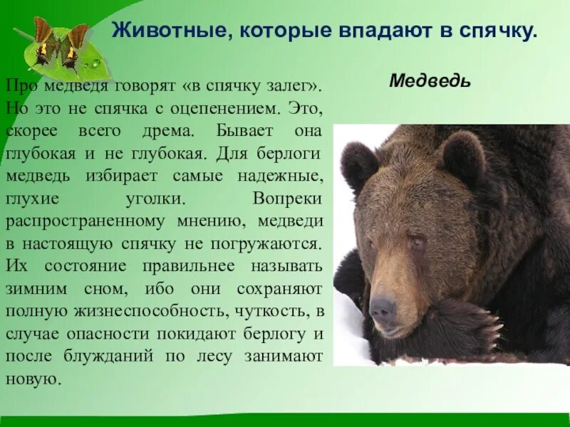 Какие животные впада. Животные которые впадают в спячку зимой. Животные впадающие в спячку. Почему животные впадают в спячку. Почему медведи впадают в спячку для детей.