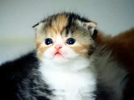 Cute Kittens, Kediler Ve Yavruları, Yavru Kediler, Bebek Hayvanlar, Komik H...
