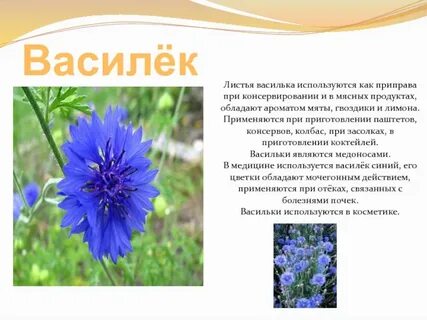 Синь васильки текст