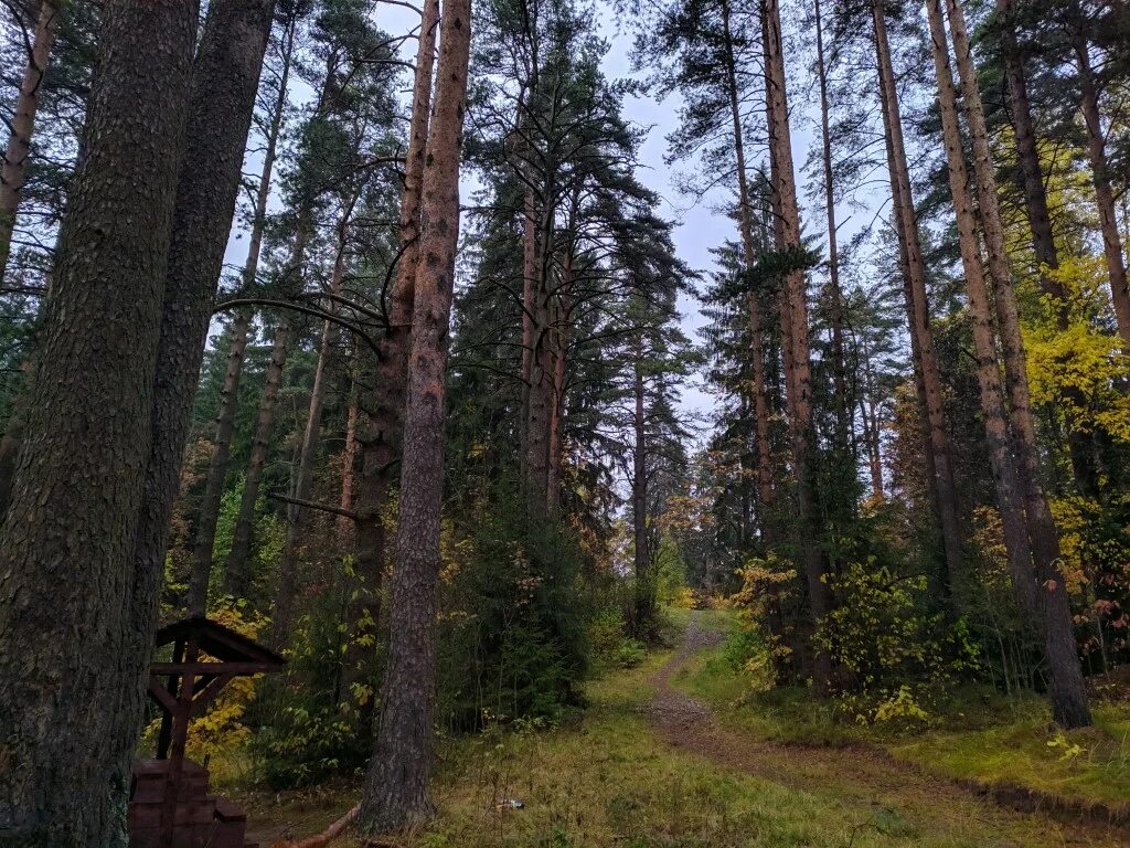 Ново кавголовский лесопарк всеволожский район. Токсовская тропа. Токсово экологическая тропа. Экотропа Кавголовское озеро. Природный парк Токсовский.