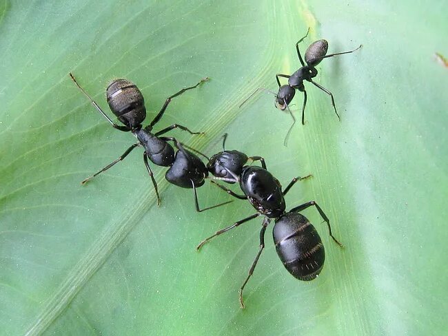 Ant world. Муравьи кампонотус японикус. Camponotus japonicus японский древоточец. Camponotus piceus матка. Camponotus piceus Королева.