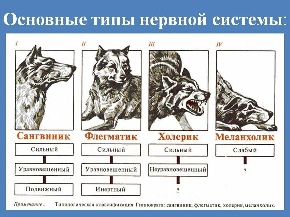 Классификация видов собак. Типы внд по павлову собаки. типы нервной деятельности по павлову. 4 типа нервной деятельности по павлову. таблица типов внд собак по павлову.