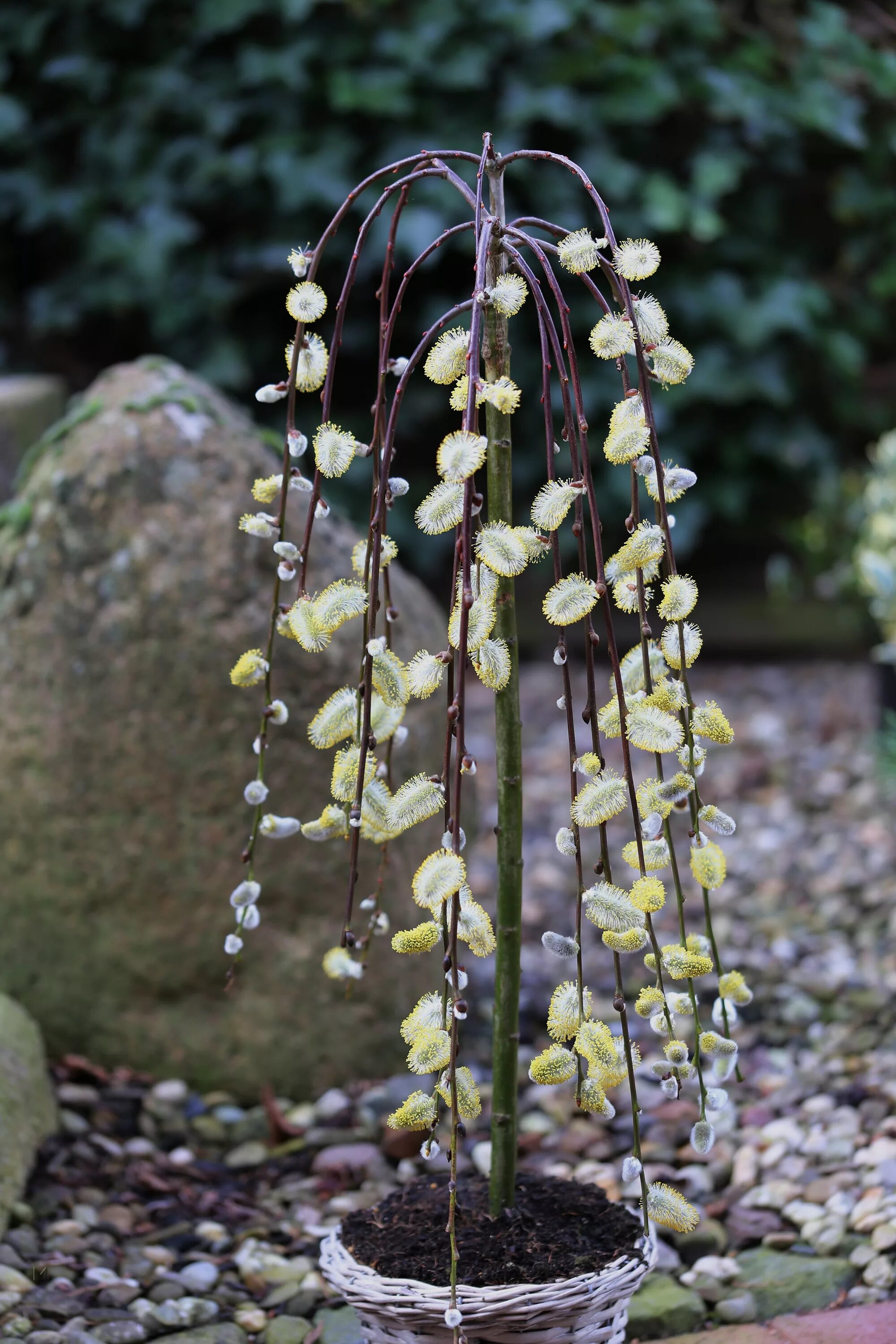 Ива Козья `Килмарнок` (`Пендула`), Salix caprea `Kilmarnock`. Ива caprea Kilmarnock. Ива Salix caprea Kilmarnock. Ива Козья Пендула.