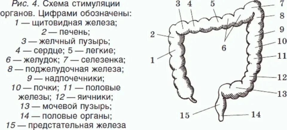 Отделы толстой кишки анатомия. Баугиниевая заслонка кишечника. Строение толстой кишки рисунок. Строение Толстого кишечника человека схема.