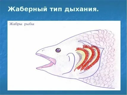 Животные дышащие жабрами