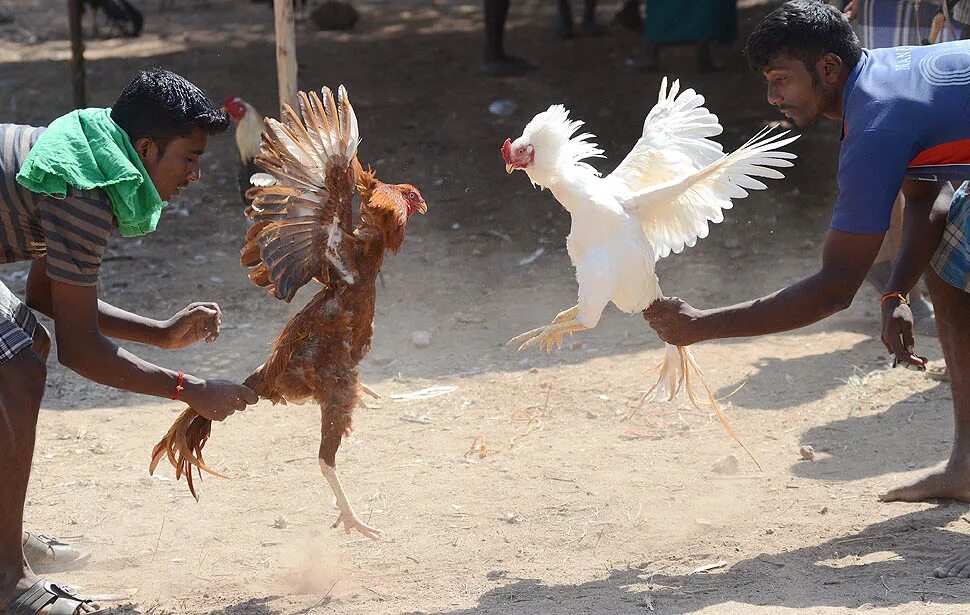 Cock fight. Hint horozu.