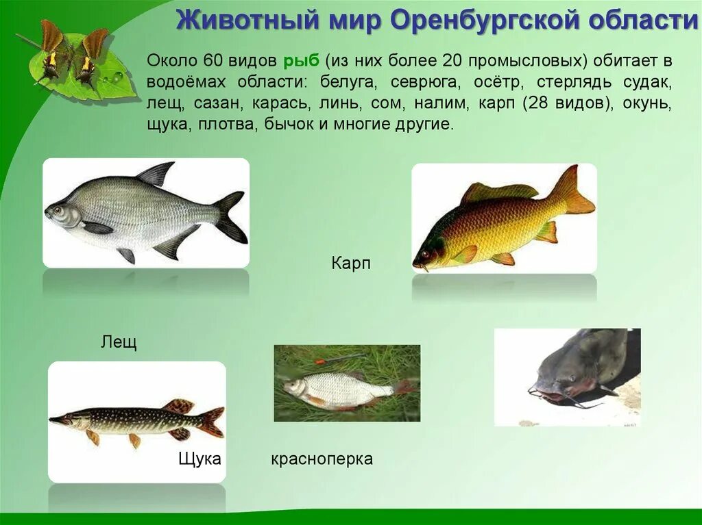 Какие животные обитают в оренбургской области. Животные Оренбургской области. Рыбы обитатели водоемов. Животный мир Оренбургской области. Животный и растительный мир Оренбургской области.