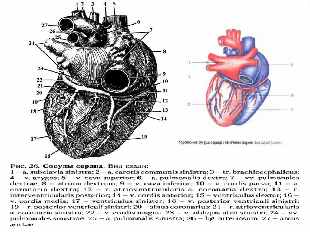 Сердце снизу. Сосуды сердца спереди анатомия. Строение сердца, сосуды (артерии и вены). Коронарные артерии венечные вены. Сосуды сердца вид спереди.