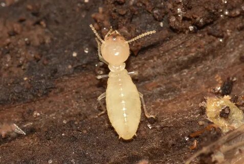 Other insects
