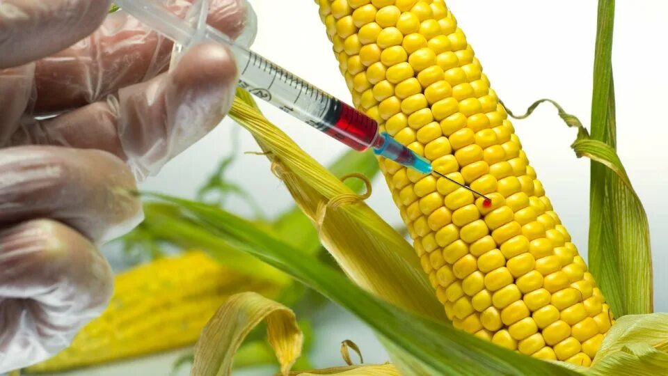 Сельскохозяйственная биотехнология. Соя кукуруза рапс. ГМО генная инженерия. ГМО И трансгенные организмы. Генномодифицированные растения.
