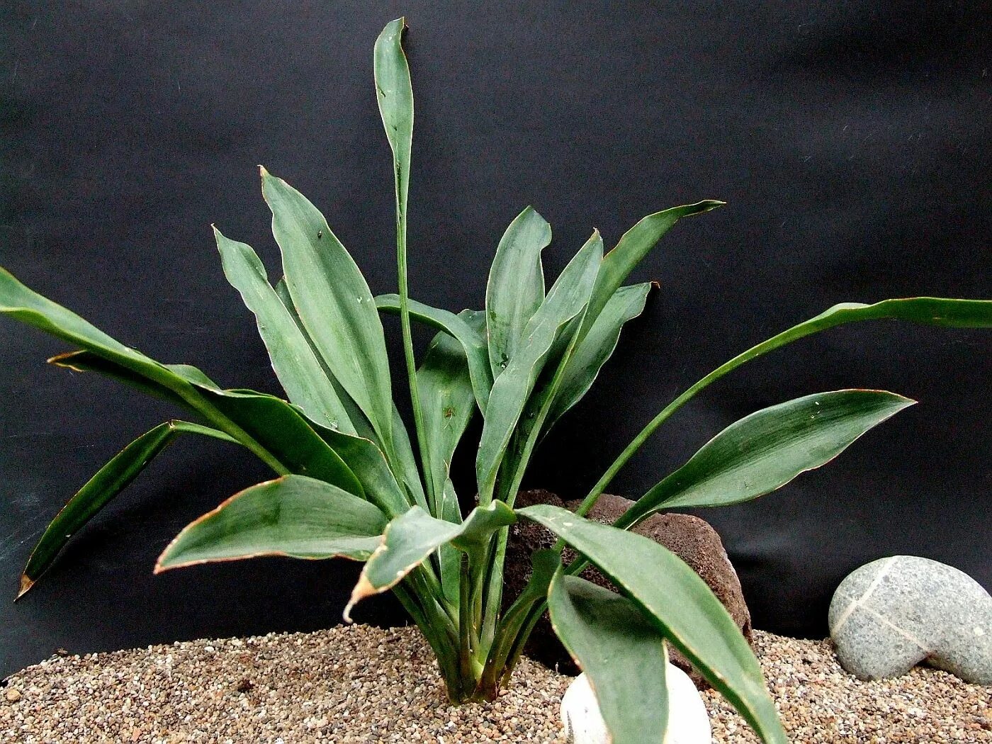 Санса цветок. Sansevieria concinna. Сансевиерия Концинна. Сансевиерия ЦУНАМИ. Сансевиерия твистер систер.