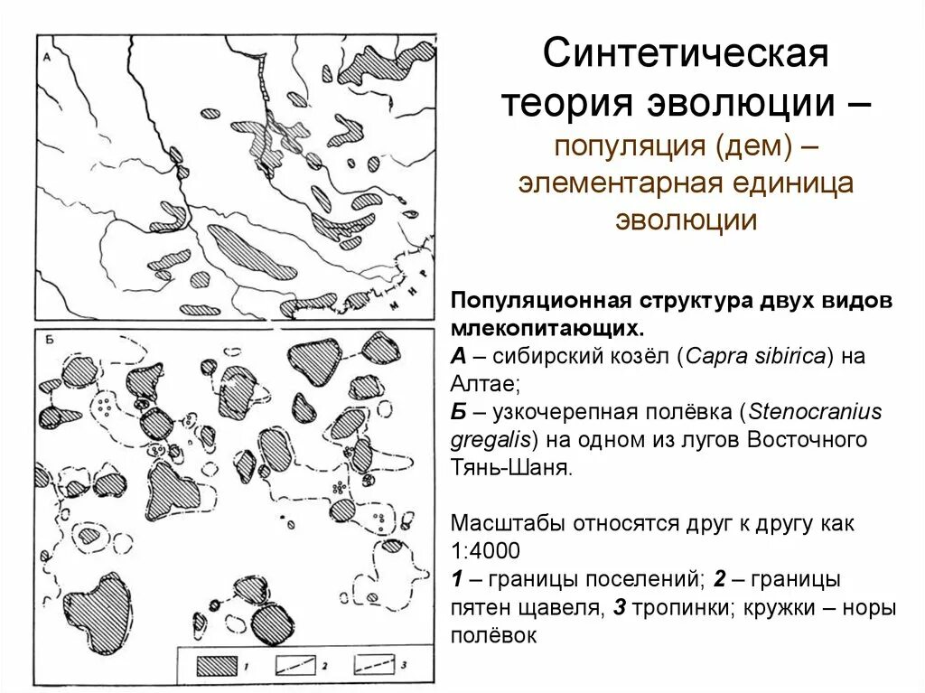 Тема синтетическая теория эволюции. Синтетическая теория эволюции что такое Эволюция. Синтетическая теория эволюции (СТЭ). Основные положения синтетической теории эволюции схема. Синтетическая теория э.