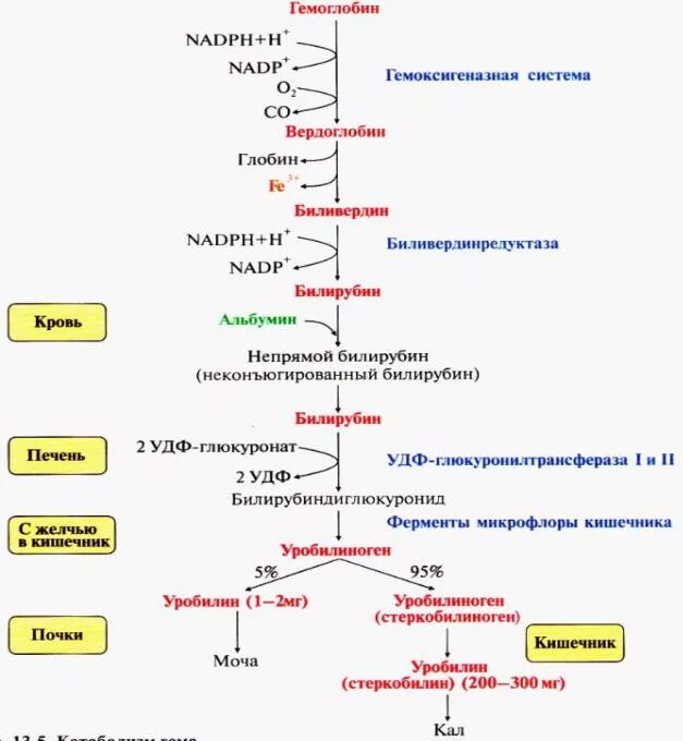 Синтез белков крови в печени. Схема образования билирубина биохимия. Схема метаболизма билирубина биохимия. Синтез билирубина схема. Образование билирубина схема и превращение.