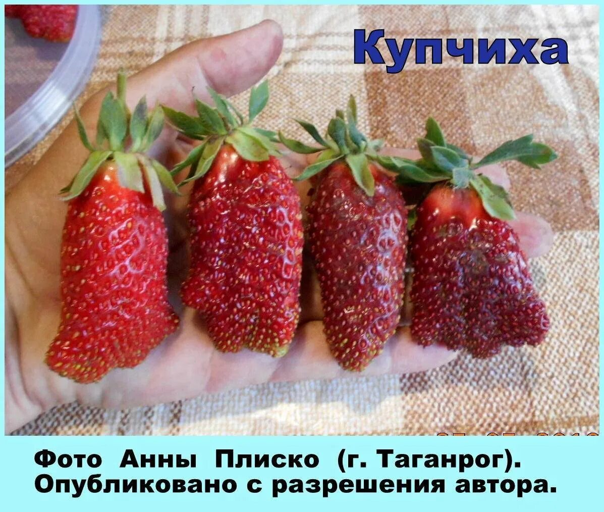 Купить клубнику сорт купчиха. Земклуника Купчиха цветение. Земляника Купчиха земклуника. Земле клубника кипчиха ..