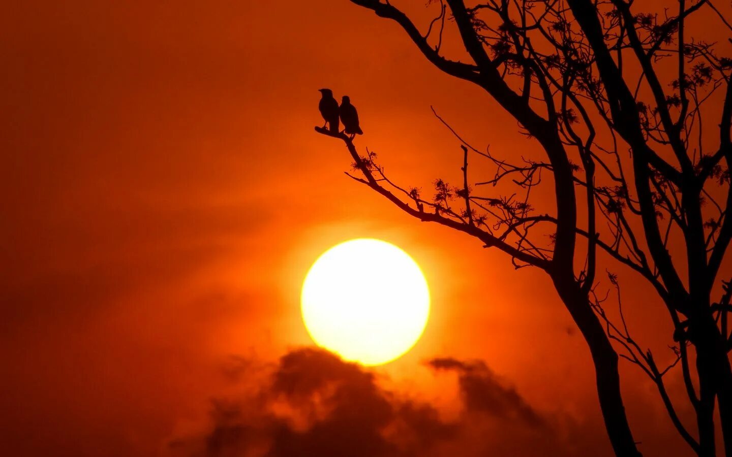 Сумерки птица. Сумерки птица. Птица солнца. Сумерки птица. Неизвестные птицы в небе.