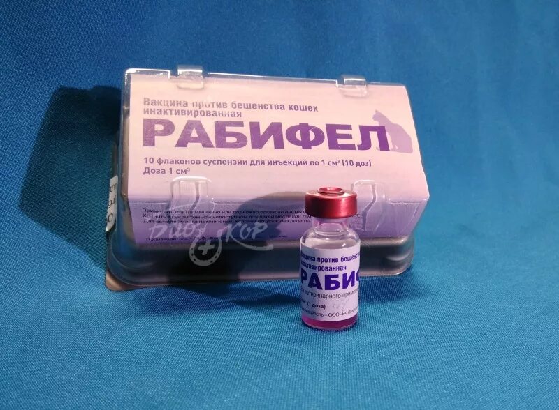 Рабикс для собак инструкция по применению. Рабифел вакцина для кошек. дипентавак вакцина для собак. рабизин вакцина от бешенства. прививка рабифел для кошек.