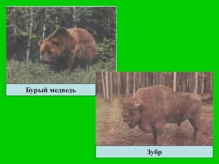 Медведь зубр