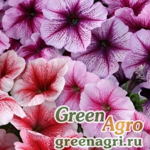 Петуния горизонт формула микс. Грандифлора тритуния f1 петуния. Петуния фриллитуния роз. Формула петуньи. Формула петуньи.