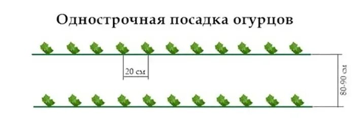 Посадка огурцов расстояние между рядами. Огурцы схема посадки в открытый грунт. Схема посадки огурцов в открытый грунт рассадой. Схема посадки огурцов в теплице 3х4. Схема посадки огурцов в теплице 3 х8.