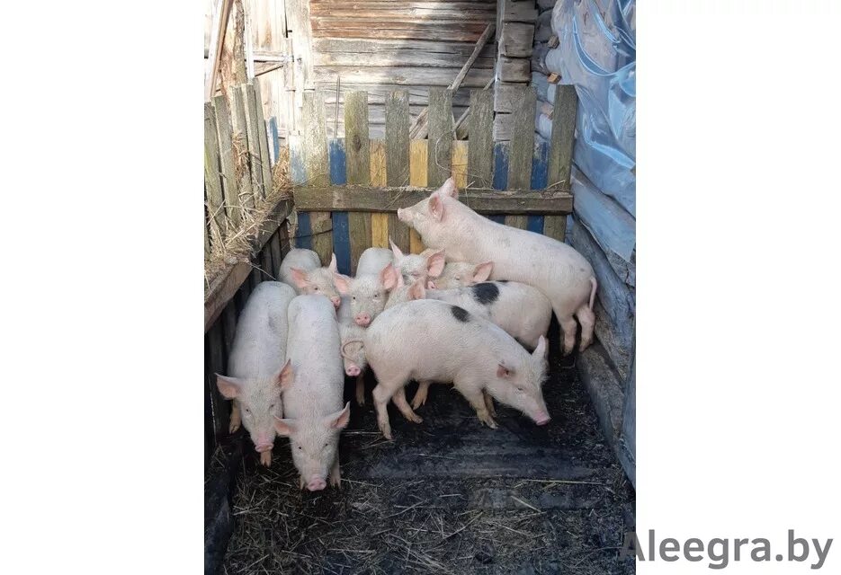 куфар поросята гродненская. свиноматка ландрас в сарае. куфар поросята гродненская. куфар ивье сельхоз животные. порода свиней йоркшир.